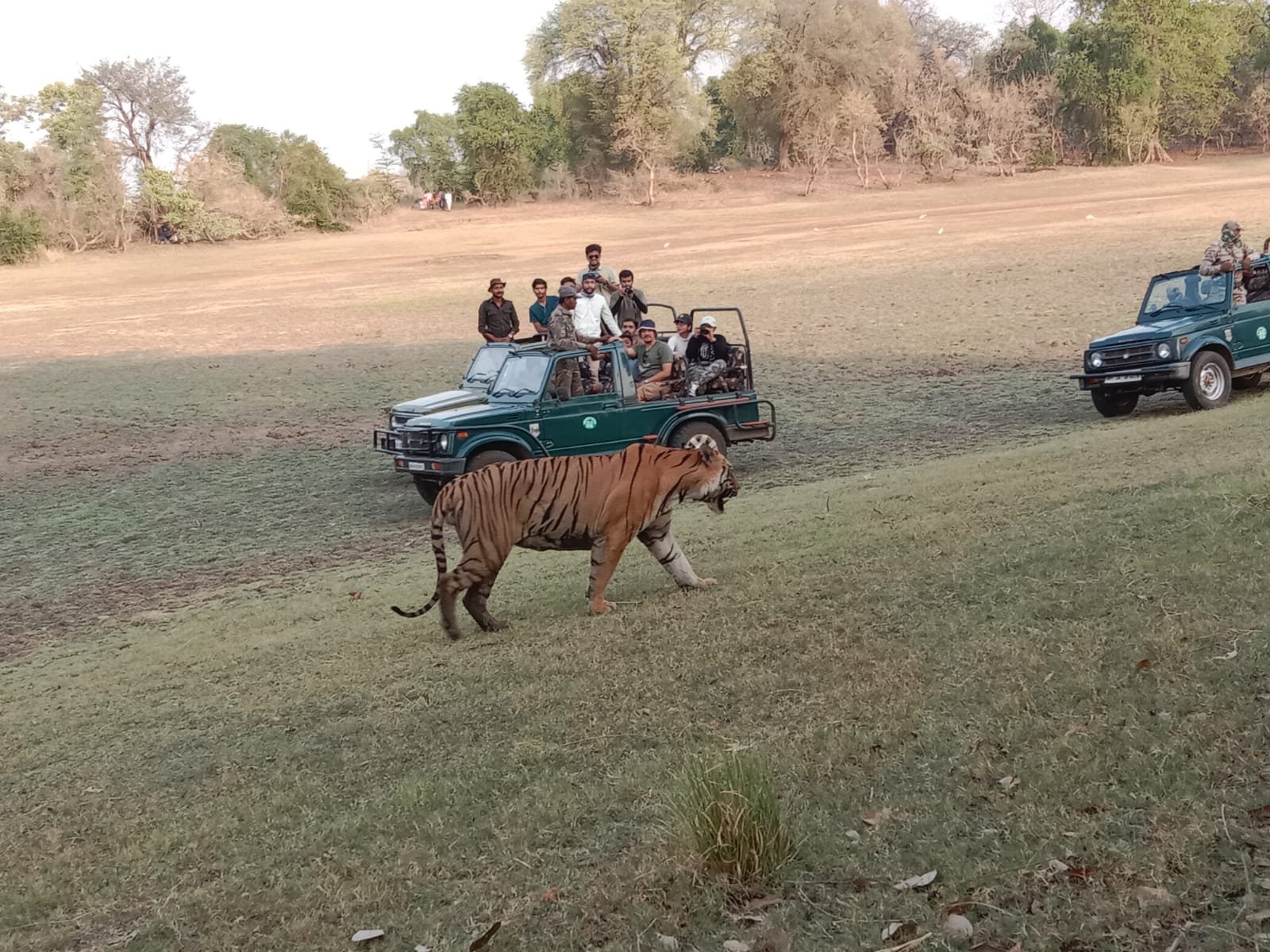jungle-safari