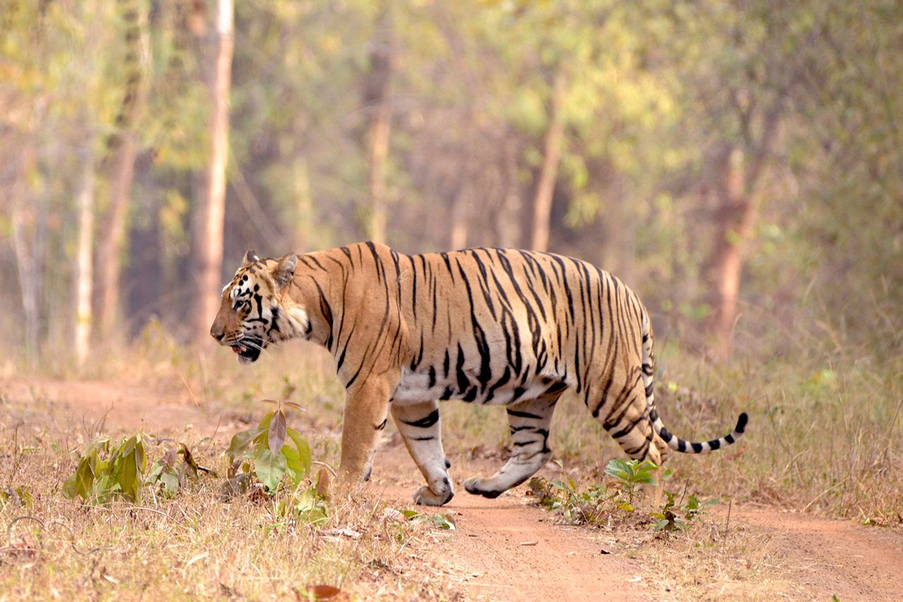 tiger