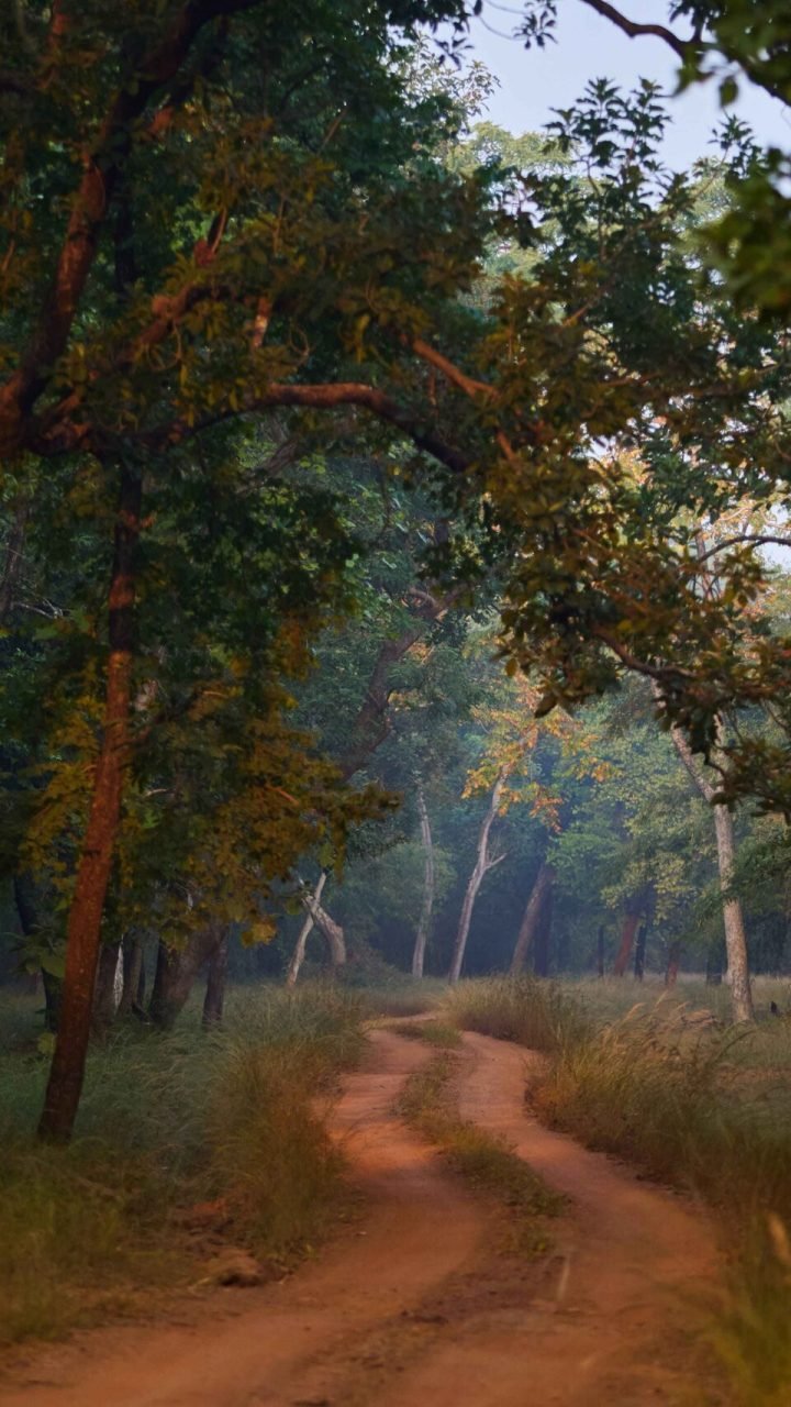 summer-season-tadoba