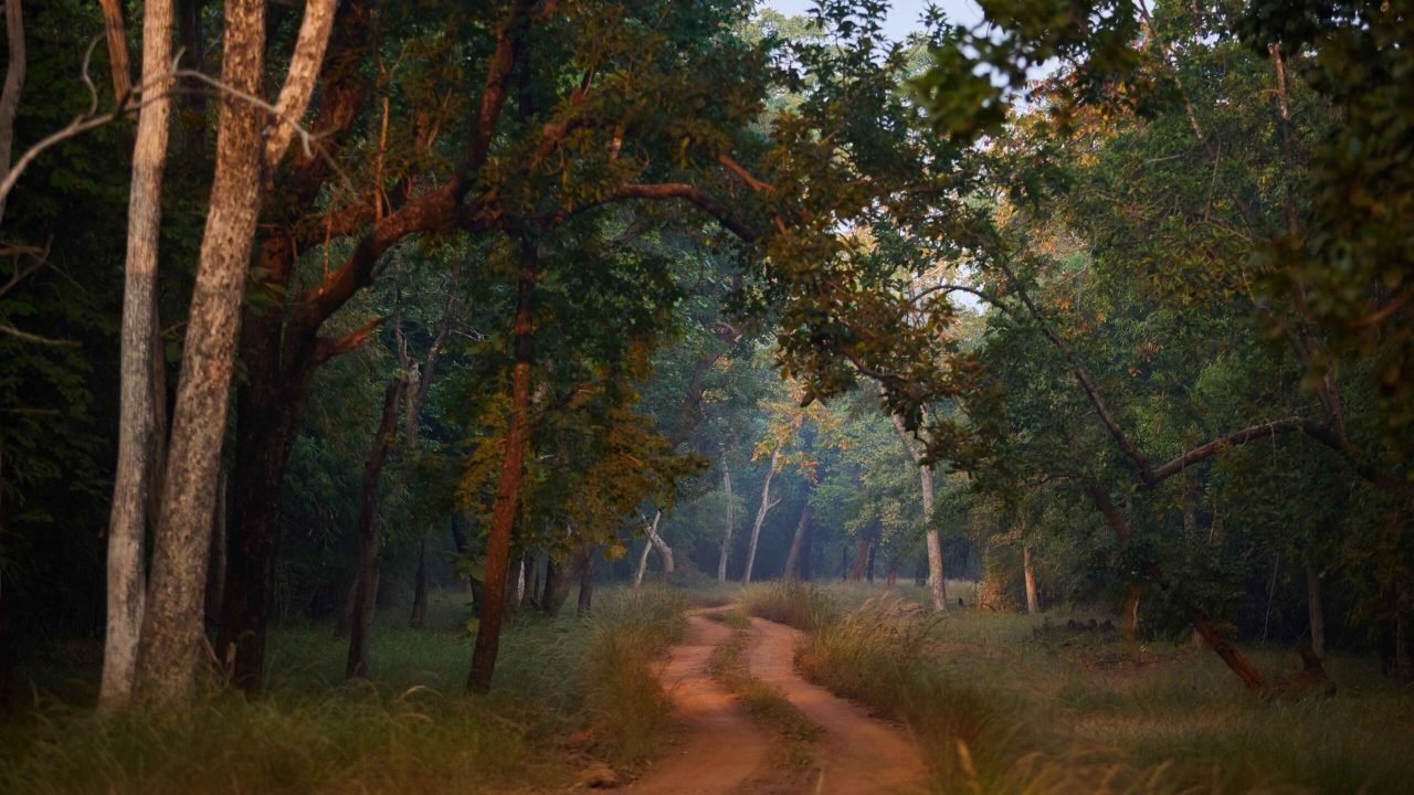 summer-season-tadoba