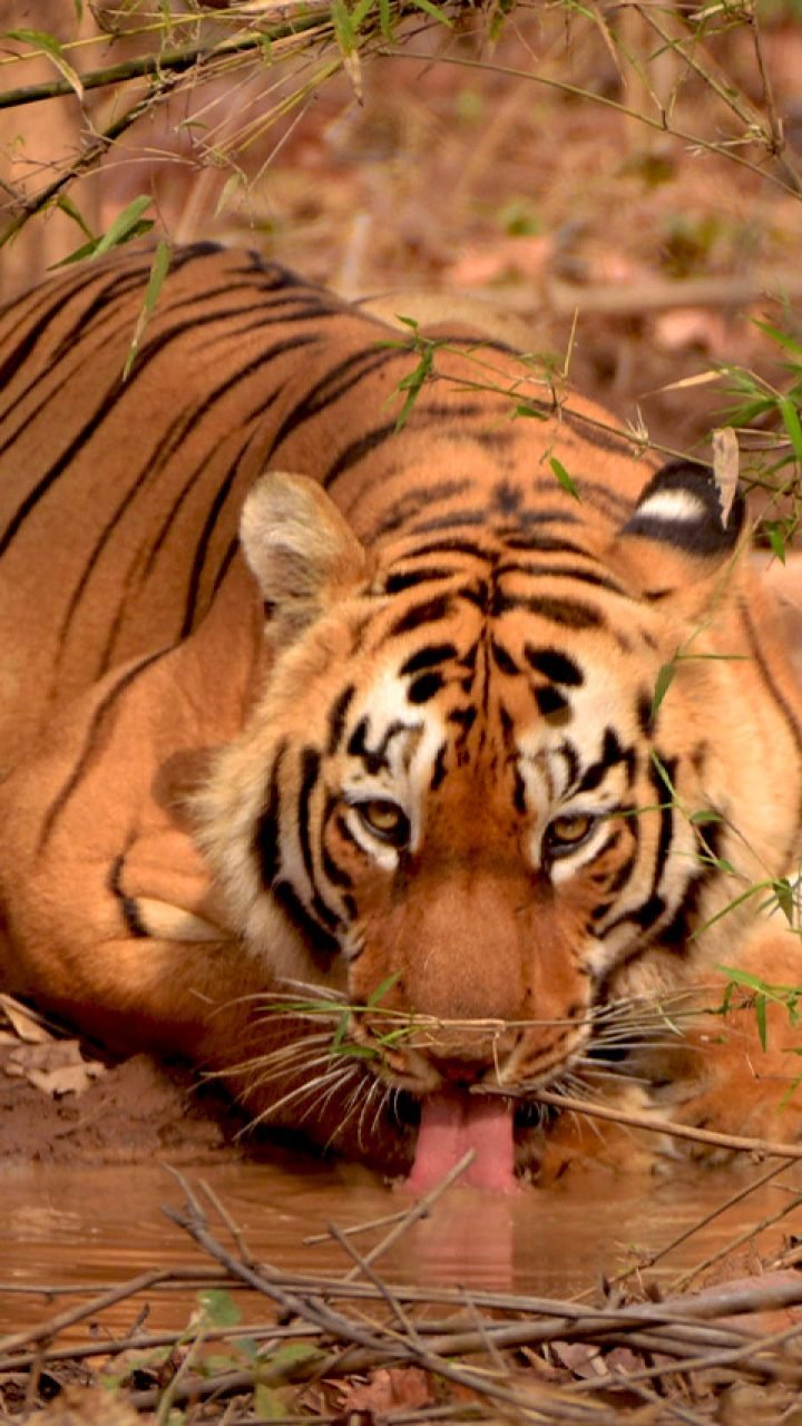 tiger-drinking-water